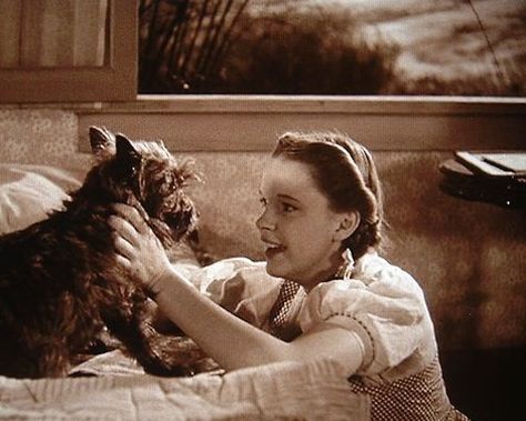 Dorothy & Toto in The Wizard of Oz — with Judy Garland. Toto Wizard Of Oz, Wizard Of Oz Movie, Wizard Of Oz 1939, Oz Movie, The Wonderful Wizard Of Oz, Land Of Oz, The Wizard Of Oz, Yellow Brick Road, Judy Garland