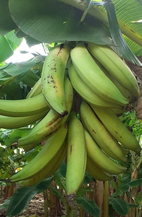 Green Plantains, Banana Fruit Aesthetic, Banana Harvesting, Banana Tree With Fruit, Banana Photography Fruit, Green Banana Run Down, Fake History, Potted Fruit Trees, Banana Fruit