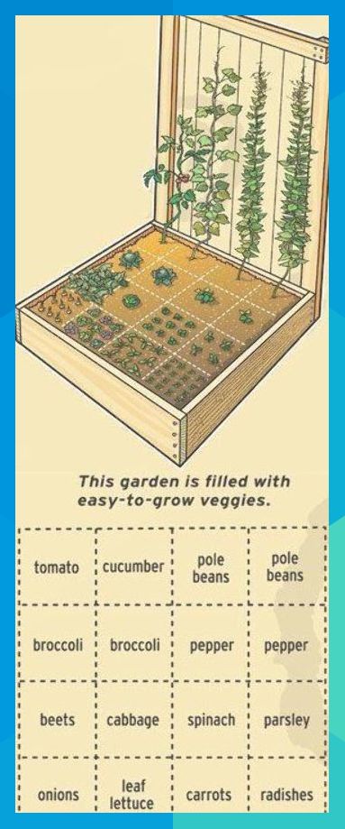 Garden Layout Vegetable, Vegetable Garden Planning, Grow Vegetables, Garden Frame, Backyard Vegetable Gardens, Diy Gardening, Square Foot Gardening, Vegetable Garden Design, Garden Care