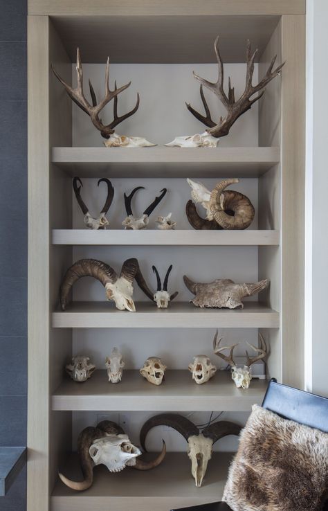 Steven Rinella, Hunting Room Decor, Deer Hunting Decor, Taxidermy Decor, Room For Kids, Deer Antler Decor, Taxidermy Display, Antlers Decor, Skull Collection