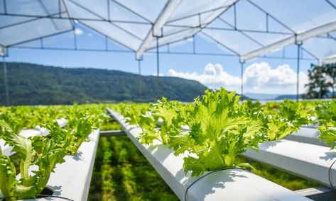 Iceberg Salad, Farming Technology, Hydroponic Farming, Plant Puns, Farming System, Vertical Farming, Growing Gardens, Hydroponic Plants, Greenhouse Gardening