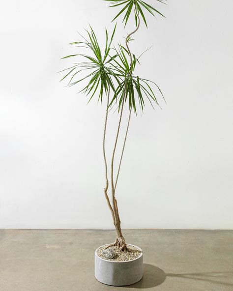 Every corner deserves a statement piece! ✔️ @thepottedearthco Large Plant Indoor, Tree In Living Room Corner, Wabi Sabi Plants, Sculptural Plants, Indoor Plants Styling, Plant Styling, Plant Indoor, Airbnb Promotion, Planter Indoor