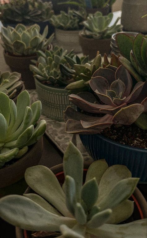 Succulent | plants | indoor plant | green potted plants | aesthetic | planting | party centerpieces My Plant Aesthetic, Pot Plant Aesthetic, Plant Aethstetic, Plant Asthetic Picture, Laurel Green Aesthetic, 222 Green Aesthetic, Plants In House Aesthetic, Me As A Plant, Dark Green Plants Aesthetic