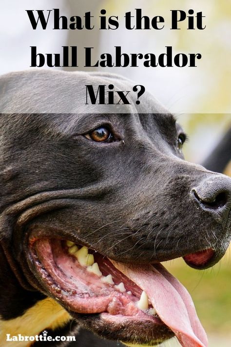 Labrador Pitbull Mix Black, Pit Lab Mix Dogs, Labrabull Puppy, Pitador Labrabull, Exercise Height, Pitbull Lab Mix, Pitbull Lab, Lab Pit Mix, Labrador Mix