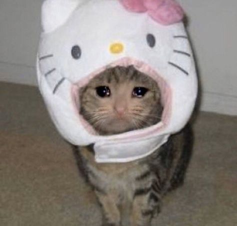 Cat With Hello Kitty Hat, Hello Kitty Reaction Pic, Cat With Hello Kitty, Hello Kitty Reaction, Hello Kitty Hat, Forehead Kisses, Reaction Pic, Hello Kitty, Kitty