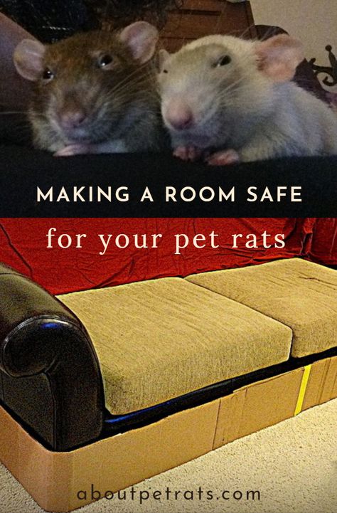 Rats love exploring and playing outside their cage helps enrich their minds. Get detailed tips on how to set up a safe rat room. Rat Maze Diy, Diy Rat Enrichment, Rat Free Roam Area, Homemade Rat Cage Ideas, Rat Playpen, Rat Cage Ideas, Rat Facts, Rat Ideas, Diy Rat Toys