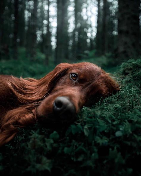 EARTHPLANET on Instagram: “How cute is this dog? 🐶😍 Do you have any pet? Selected by @egzonbytyqiphoto  Original of @george_and_troja  #nightpics #milkywaygalaxy…” Dog Photoshoot, Fall Asleep Faster, Irish Setter, Dog Photography, Fall Asleep, Animal Wallpaper, Dog Portraits, Dog Photos, Beautiful Dogs