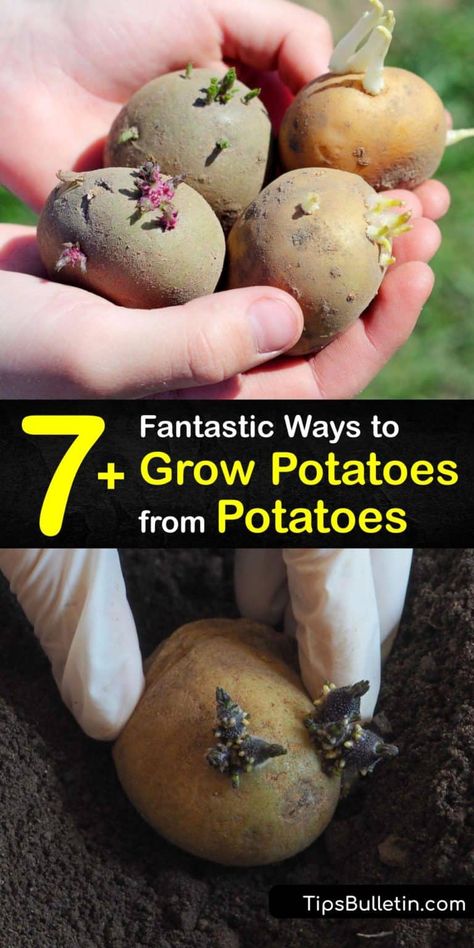 Roses In Potatoes, Planting Seed Potatoes, Growing Strawberries In Containers, Harvesting Potatoes, Container Potatoes, Gardening For Dummies, Grow Potatoes, Planting Potatoes, Growing Strawberries