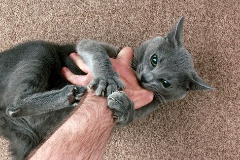 How To Deal With Cat “love Bites”? Cat Pupils, Kitten Biting, Fluffy Cat Breeds, Flat Faced Cat, Cat Behaviour, Christmas Cat Collar, Cat Biting, Best Cat Food, Mean Cat