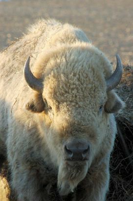 White Buffalo Woman, Buffalo Pictures, Bison Photography, Rare Albino Animals, The White Buffalo, Spiritual Being, Buffalo Animal, Buffalo Art, Albino Animals