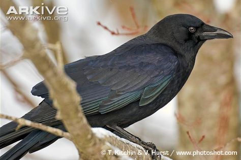 Raven Side Profile, Crow Side Profile, Bird Side Profile, Crow Perched, Crow Photos, American Crow, Jackdaw, Side Profile, Crows