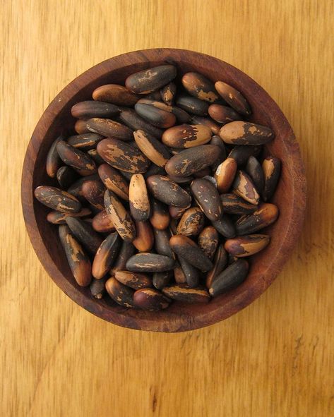 How to harvest pine nuts | Check out our tips to harvesting pin nuts and how to use them on multiple recipes. | Hunter Angler Gardener Cook Pinon Pine, Nutrient Rich Foods, Garden Recipes, Wild Food, Edible Plants, Veg Recipes, Food Source, Pine Nuts, Survival Skills