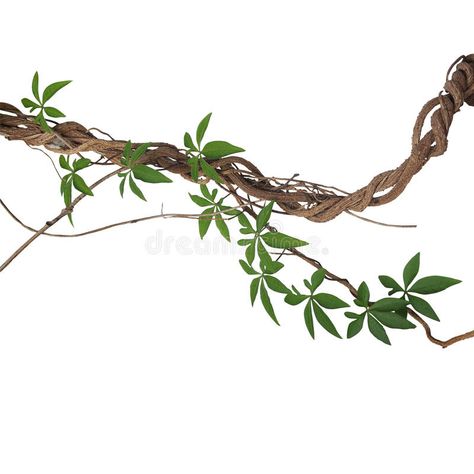 Twisted big jungle vines with leaves of wild morning glory liana plant isolated , #Sponsored, #wild, #leaves, #glory, #morning, #big #ad Cottage Core Room Ideas, Jungle Vines, Vine Drawing, Tree Photoshop, Nature Tattoo, Nature Sketch, Vine Tattoos, Image Nature, Vine Leaves