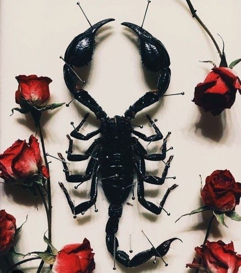 Scorpion Aesthetic, Aesthetic Animals, Scorpio Art, Animal Wallpaper, Animal Tattoos, Grunge Aesthetic, Scorpion, Dark Aesthetic, Aesthetic Art