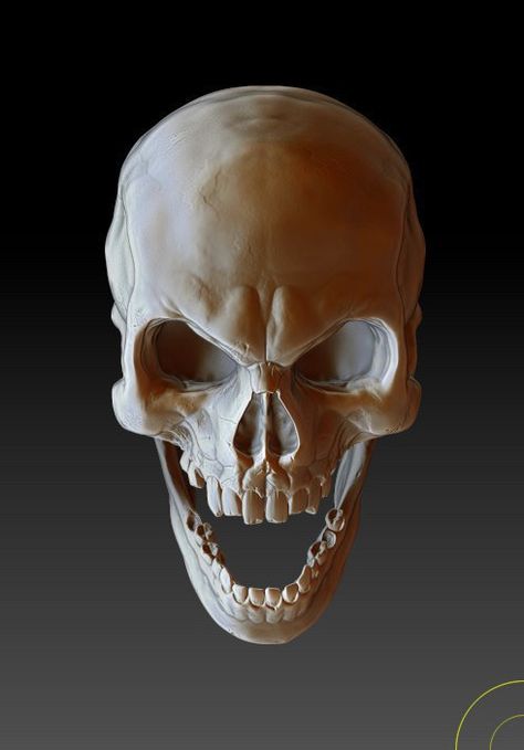 Skull Jaw Drawing, Evil Skull, Skull Anatomy, Skull Reference, Skull Watch, Skull Pictures, Skulls Drawing, Skull Artwork, Skeleton Art