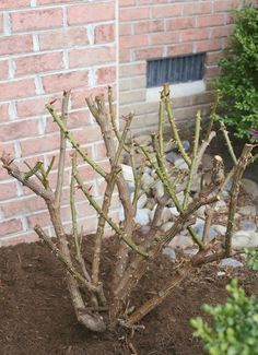 pruning-rose-bushes Pruning Knockout Roses, Pruning Roses, Knockout Roses, Garden Wallpaper, Garden Shrubs, Rose Trees, Growing Roses, Rose Bush, Animal Control