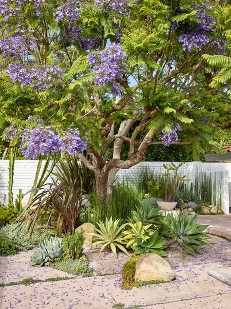 Northern California Garden Design, Southern Ca Landscaping Ideas, Californian Gardens, Low Water Garden, Garden California, California Drought Tolerant Landscape, California Native Garden Front Yard, Southern California Garden Design, Southern California Front Yard Landscape