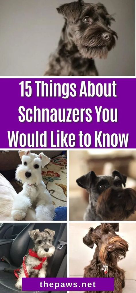 Schnauzers will surely bring joy to any household. Want to know more about them? Check out these 15 facts you've never heard about them. Miniature Schnauzer Colors, Black Mini Schnauzer, Miniature Schnauzer Grooming, Schnauzer Drawing, Teacup Schnauzer, Dog Grooming Diy, White Miniature Schnauzer, Toy Schnauzer, Schnauzer Print