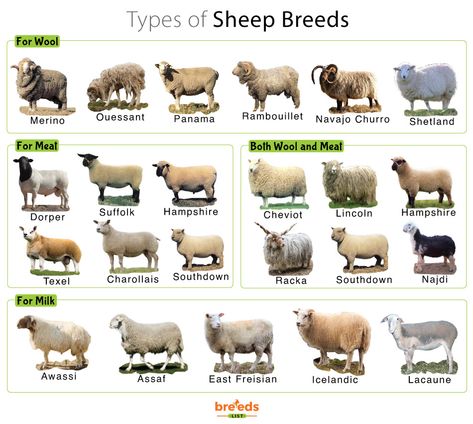 Types Of Sheep Breeds, Hampshire Sheep, Navajo Churro Sheep, Katahdin Sheep, Breeds Of Cows, Suffolk Sheep, Animal Infographic, Raising Farm Animals, Shetland Sheep