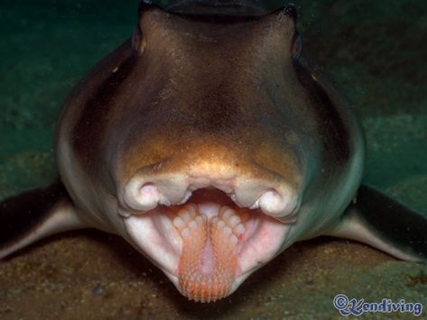 Port Jackson Shark, Ocean Aquarium, Shark Mouth, Shark Lover, Water Life, Creature Feature, Random Photos, Weird Creatures, Sealife