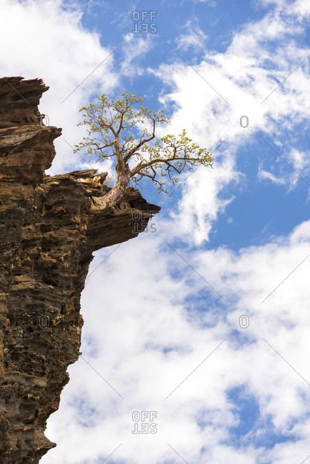 Cliff Side, Old Tree, Growing Tree, Yard, Art Prints, Art