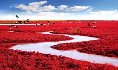 Red Beach, Panjin, China (Image: MJiA) Dracaena Cinnabari, Monte Roraima, Landform, Zhangjiajie, Visit China, Colorful Places, Red Beach, Breathtaking Places, Incredible Places