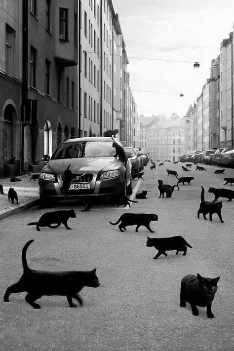 =^..^= "A black cat crossing your path signifies that the animal is going somewhere." ~ Groucho Marx ~ A Bunch Of Cats, Bunch Of Cats, Spicy Memes, Sanya, Appaloosa, Naha, Quarter Horse, Cats Meow, Black Cats