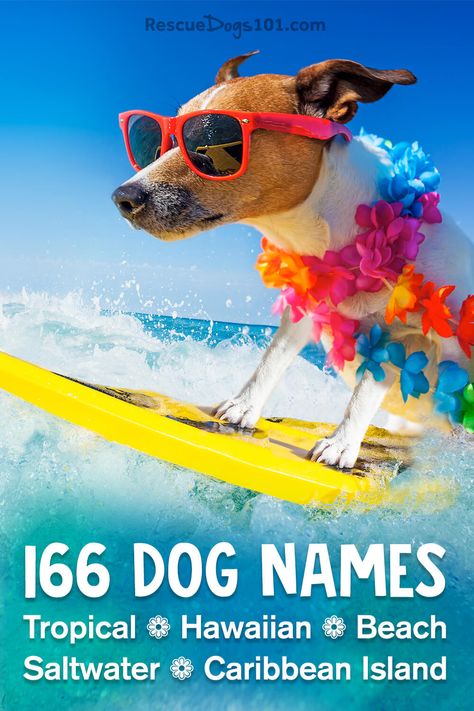 cute dog surfing in blue water, wearing red sunglasses and a Hawaiian lei flower Beachy Dog Names, Beach Dog Names, Hawaiian Dog Names, Underwater Dogs, Summer Names, Hawaiian Names, Bulldog Names, Girl Dog Names, Female Dog Names