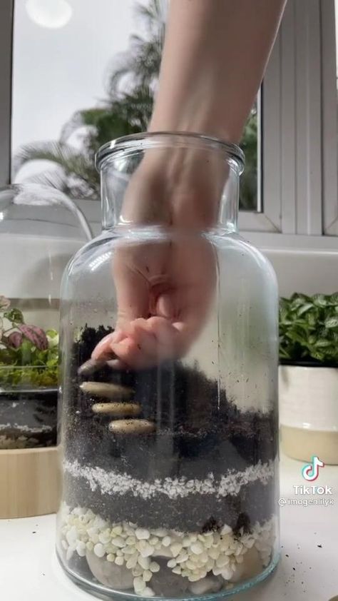 Glass Plants Ideas, Terrarium Ecosystem Diy, Miniature Terrarium Diy, Tarerium Diy, Aesthetic Plant Pots Diy, Open Top Terrarium, Building A Terrarium Diy, Easy Terrarium Ideas, Terrium Plants