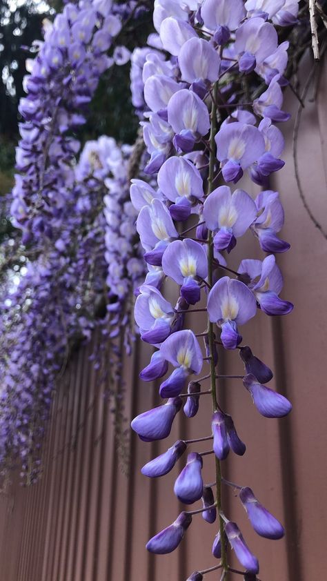 Climbing Flowering Vines, Wisteria Sinensis, Purple Flowers Garden, Purple Wisteria, Lilac Tree, Paper Plants, Flower Landscape, Language Of Flowers, Lilac Flowers