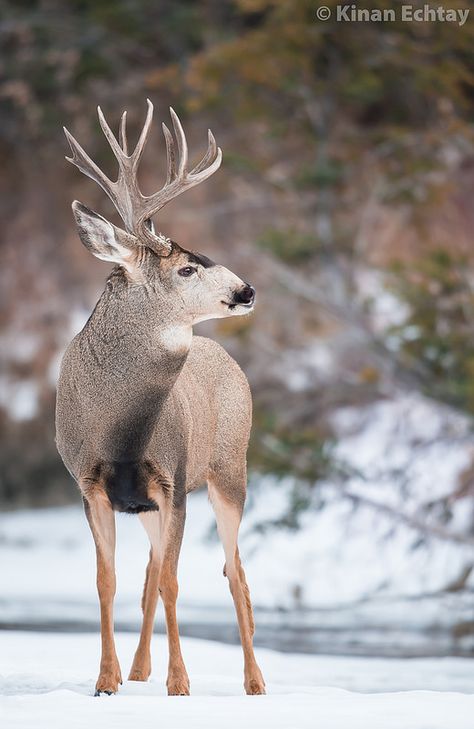 Mule Deer | by Kinan Echtay Funky Creatures, Female Reindeer, Mule Deer Hunting, Water Deer, Male Deer, Whitetail Deer Hunting, Wildlife Landscape, American Wildlife, Sculpture Inspiration