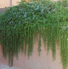 Rosemary Prostrate Rosmarinus officinalis ‘Prostratus’, Creeping Rosemary Creeping Rosemary, Rosemary Garden, Easy Backyard Diy, Landscape Nursery, Rosemary Plant, Easy Backyard, Garden Shrubs, Mediterranean Garden, Ponds Backyard