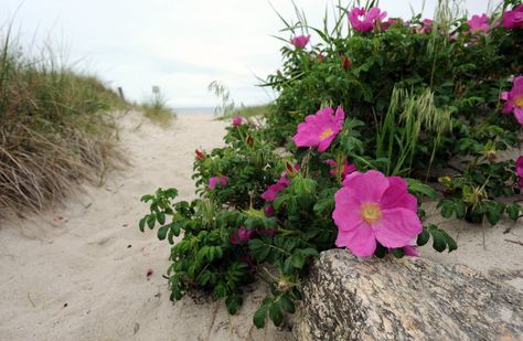 ★ℒ ★ Beach Roses, Beach House Garden, Beach Rose, Pretty Flowers Pictures, England Coast, Seaside Garden, Beach Flowers, Constant Contact, Front Landscaping