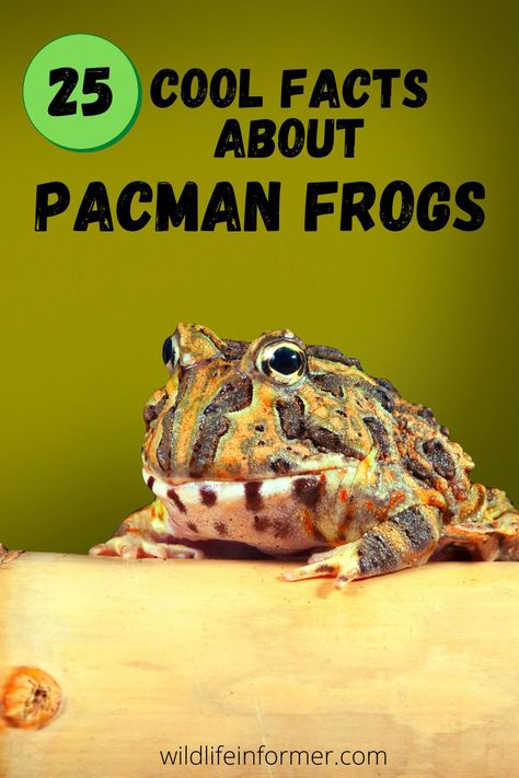 How much do you know about Pacman Frogs? These cute little frogs can make good pets, yet many of us have never heard of them. Learn some interesting facts about these fun little frogs #pacmanfrog #frogs #petfrogs Pacman Frog Enclosure Diy, Pacman Frog Care, Pacman Frog Tattoo, Pac Man Frog Enclosure, Pacman Frog Terrarium, Gecko Setup, Leopard Gecko Setup, Pac Man Frog, Frog Facts