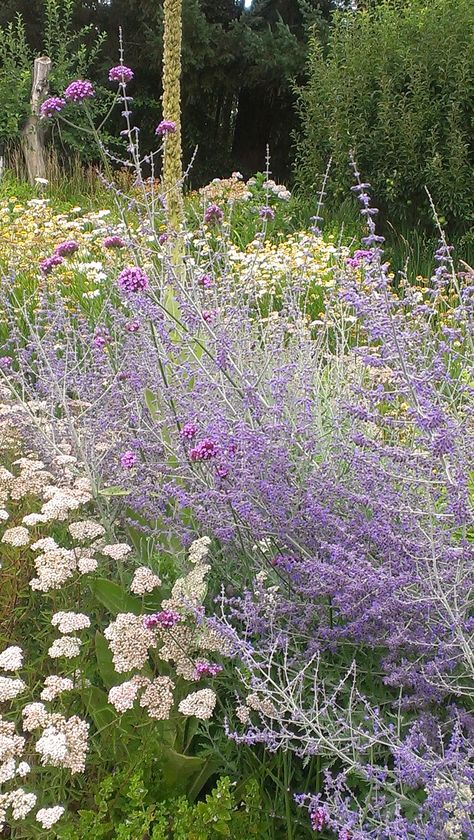 Russian sage, lemon balm & yarrow. Seasonal Mary Herb Flower Farm Dallas Garden, White Yarrow, Garden Witch, Russian Sage, Seaside Garden, Pool Garden, Spice Tea, Drought Resistant, Herbal Infusion