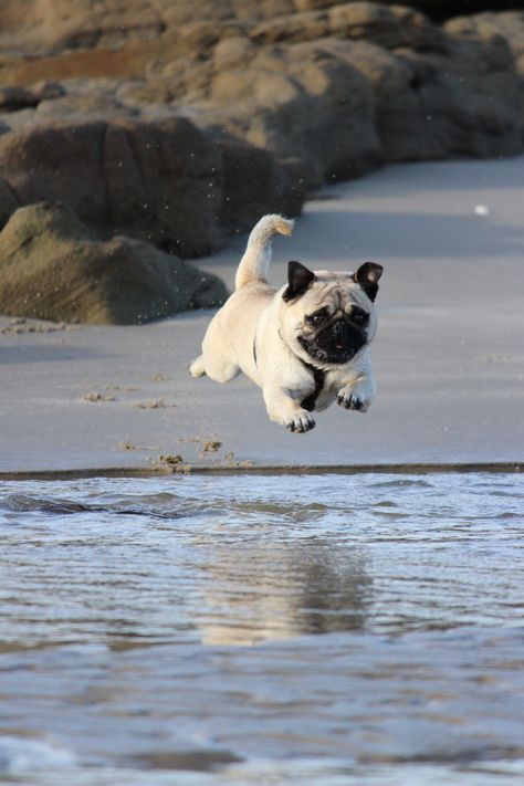 #1 #petstv #dogs #spoiledpets #petspage #justpets #cats #pets Flying Pug, Cute Pug Puppies, Fawn Pug, Baby Pugs, Pug Pictures, Hello Weekend, Cute Dog Pictures, A Pug, Pug Puppies