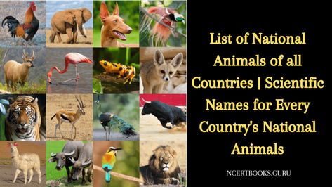 List of National Animals of all Countries | Scientific Names for Every Country’s National Animals National Animals Of Countries, Scotland Unicorn, Malayan Tiger, Latin Names, Andean Condor, Red Kangaroo, Kingdom Animalia, National Animal, Komodo Dragon