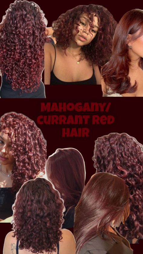 Mahogany / currant red hair Cherry Red Hair Color, Red Hair Ideas, Red Hair Color Ideas, Hair Color Mahogany, Mahogany Hair, Cherry Red Hair, Dyed Curly Hair, Highlights Curly Hair, Mixed Curly Hair