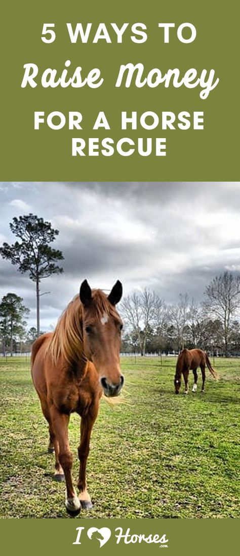 Horse Fundraiser Ideas, Horse Business Ideas, Animal Nonprofit, Ways To Raise Money, Horse Vet, Horse Sanctuary, Rescue Horse, Horse Business, Ways To Fundraise