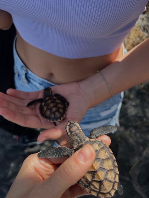 Turtle Conservation Bali, Turtle Conservation Aesthetic, Sea Turtle Conservation, Turtle Volunteer, Turtle Aesthetic, Turtle Project, Biology Jobs, Spiritual Vision Board, Oceanography Marine Biology