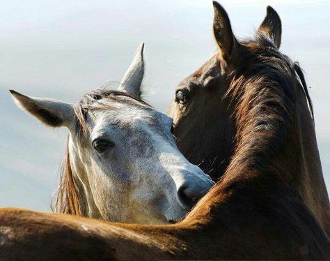 Wired Magazine, Horse Wallpaper, Two Horses, All The Pretty Horses, Favorite Animals, Cute Horses, Lovey Dovey, Horse Life, Horse Photos