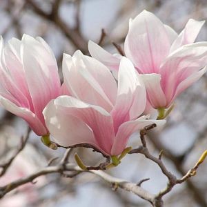 Saucer Magnolia (Magnolia × soulangeana) Magnolia Shrub, Trees For Garden, Saucer Magnolia, Magnolia Soulangeana, Magnolia Painting, Amazing Landscaping Ideas, Southern Magnolia, Candle Fragrance Oil, Live Tree