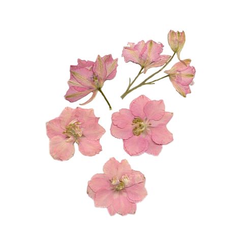 Pink Pressed Flowers, Pressed Flowers Png, Dried Flowers Png, Cottagecore Png, Crimson Rivers, Aesthetic Pngs, Pink Png, Pink Cottage, Aesthetic Journal