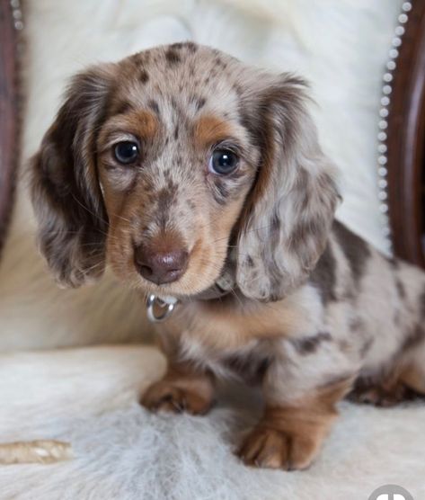 Dushchand Dog, Golden Retriever Dachshund, Winnie Dogs, Weeny Dogs, Daschund Puppies, Dapple Dachshund Puppy, Baby Dachshund, Cute Dogs Images, Dachshund Puppy Miniature