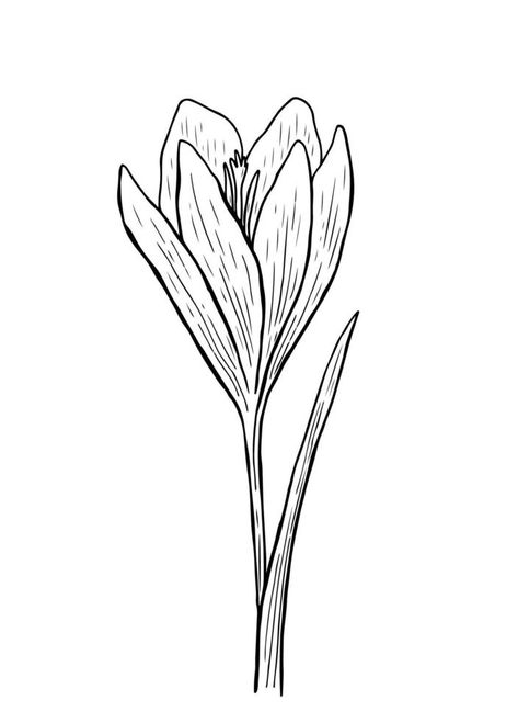 Doodle crocus with stem and leaves. A sketch of the first spring flower. Vector hand-drawn illustration in outline style. Perfect for your projects, cards, invitations, print, decor, logo. Flower Stem Illustration, Crocus Drawing, Colored Pencil Flowers, Sketch Prints, Pencil Flowers, Saffron Flower, Tiny Tats, Logo Reference, Flower Line Drawings