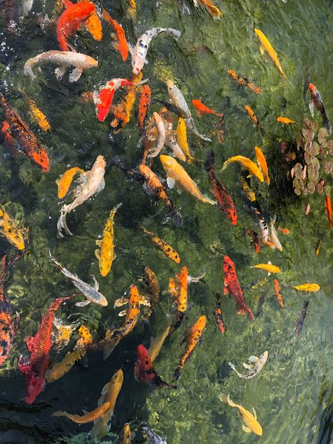 Koi Pond Top View, Pond Top View, Koi Design, Sketchbook Spread, Koi Fish Pond, Fish Swimming, Fish Pond, Koi Pond, Japan Art