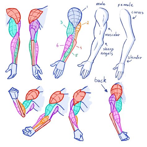 Arm Anatomy, Arm Drawing, Human Anatomy Drawing, Body Drawing Tutorial, Muscle Anatomy, Hand Drawing Reference, Human Anatomy Art, Anatomy Sketches, Anatomy For Artists