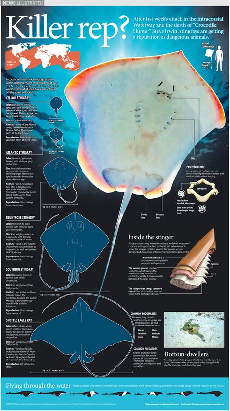 Infographic describing the types of stingrays their anatomy, how they live, and what they eat. Stingray Anatomy, Stingray Poster, Stingray Symbolism, Stingray Facts, Anatomy Of A Stingray, Different Types Of Stingrays, Fantasy Stingray, Swimming With Stingrays, Scientific Poster