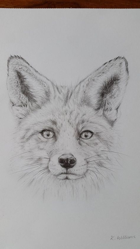 Fox Pencil Drawing, Fox Drawing Sketches, Drawing Ideas Pencil, Fox Sketch, Grey Scale, Etch A Sketch, Pencil Drawings Of Animals, Art Fox, Fox Drawing