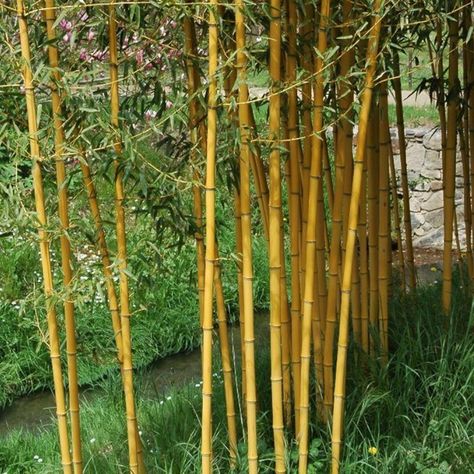 Phyllostachys aurea  Golden Bamboo Zone 7 H:25' S:20-40' Phyllostachys Aurea, Bamboo Growing, Golden Bamboo, Door Options, Deer Resistant Plants, Plant Projects, Study Board, Nairobi, Garden Arch